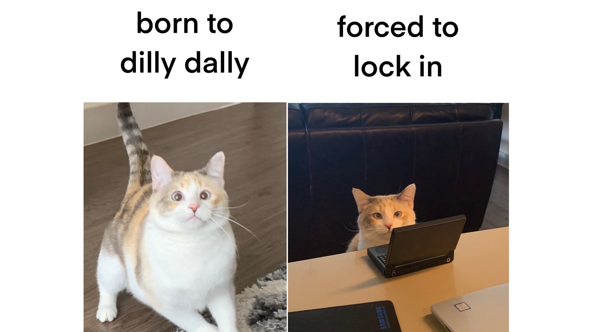 Born to Dilly Dally, Forced to Lock In meme template - Born to Dilly Dally Forced to Lock In