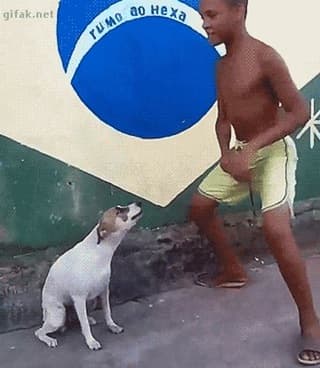 Brazil Dog Dance meme template - Brazil Dog Dance