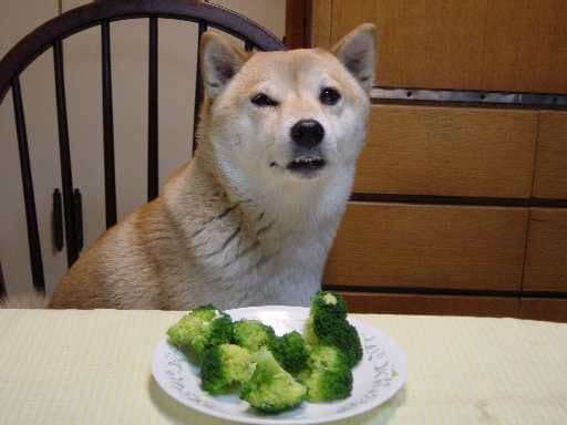 Broccoli Dog meme template - Broccoli Dog