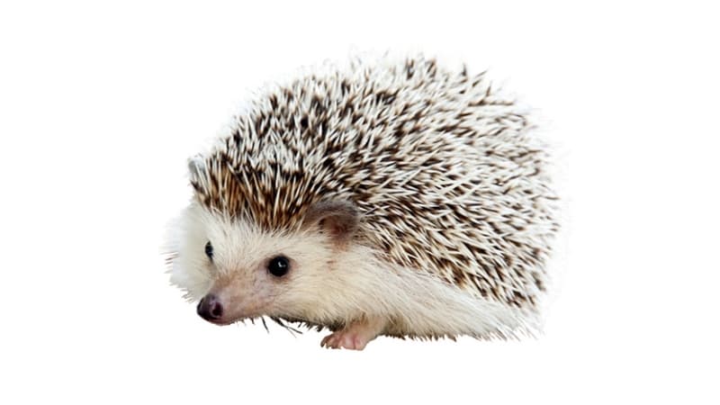 Carl the Hedgehog meme template - Carl the Hedgehog