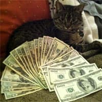 CashCats meme template - CashCats