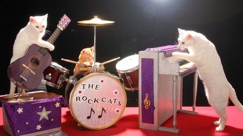 Cat Band meme template - Cat Band