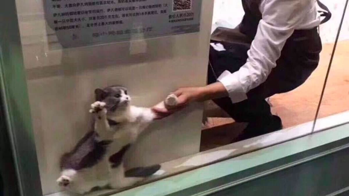 Cat Being Dragged From Window meme template - Cat Being Dragged From Window