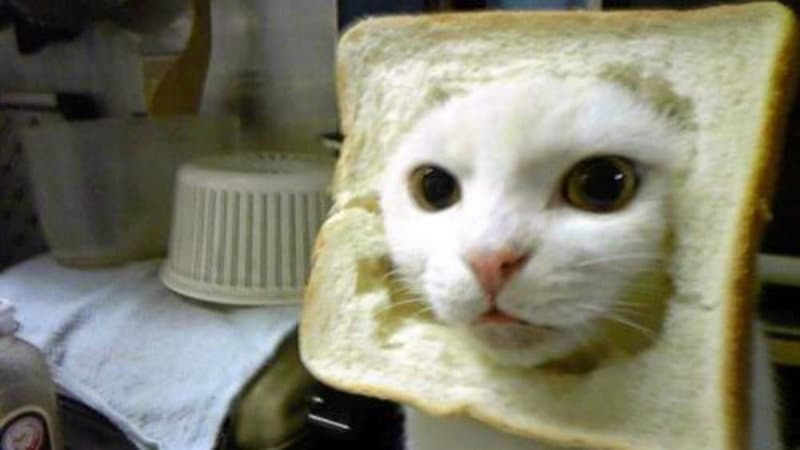 Cat Breading meme template - Cat Breading