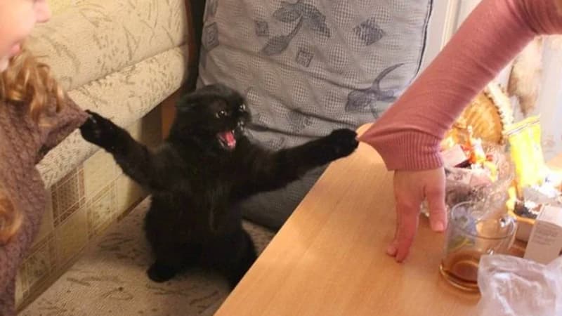 Cat Pulling Two Sweaters meme template - Cat Pulling Two Sweaters