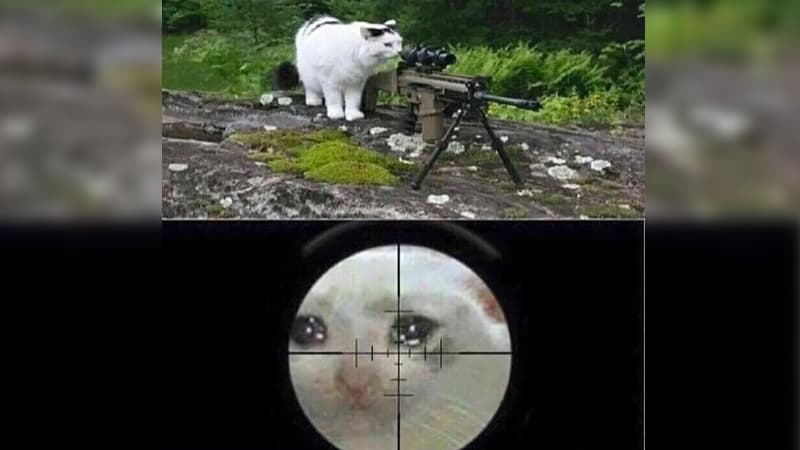 Cat Sniping Crying Cat meme template - Cat Sniping Crying Cat