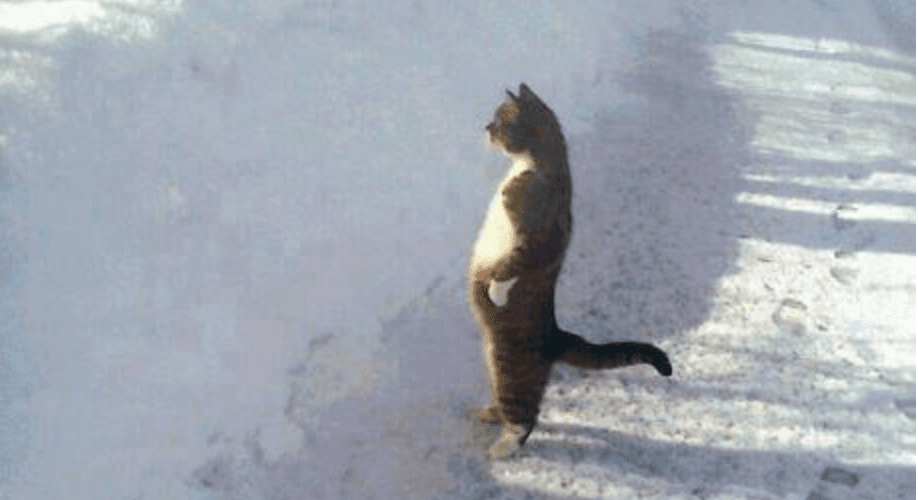 Cat Standing In The Snow meme template - Cat Standing In The Snow