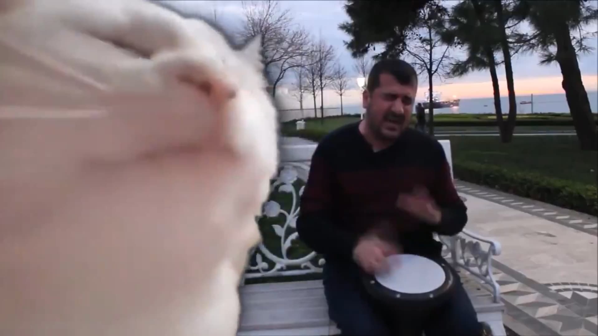 Cat Vibing to Street Musician's Ievan Polkka meme template - Cat Vibing