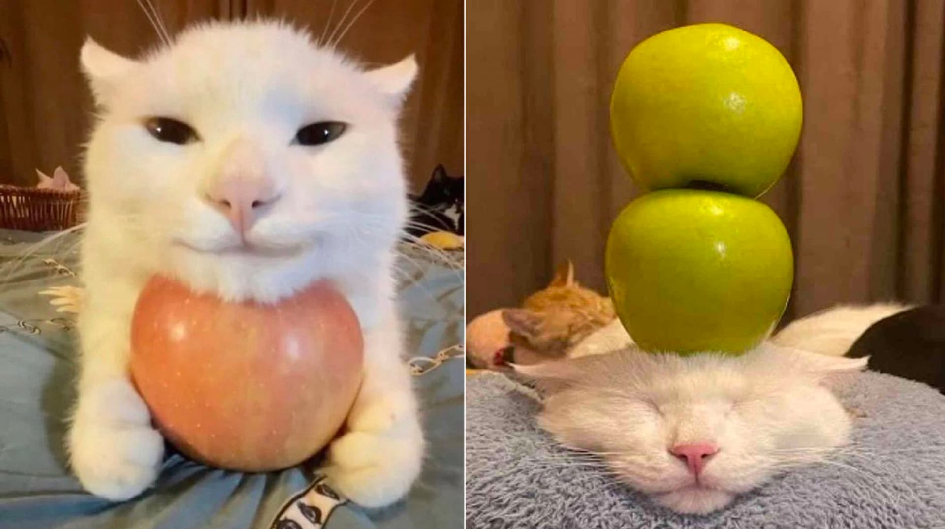 Cat With Apples / His Greed Sickens Me meme template - Cat With Apples