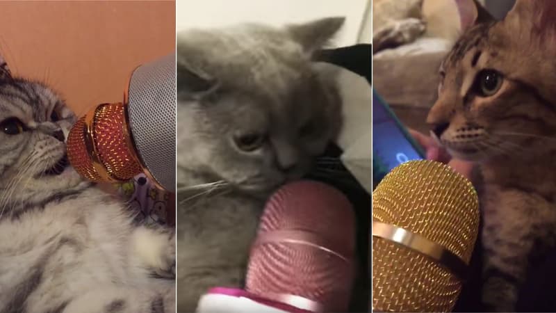 Cats Meowing Into Microphones meme template - Cats Meowing Into Microphones