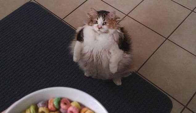 Cats Wanting Fruit Loops meme template - Cats Wanting Fruit Loops