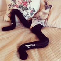 Cats Wearing Tights meme template - Cats Wearing Tights