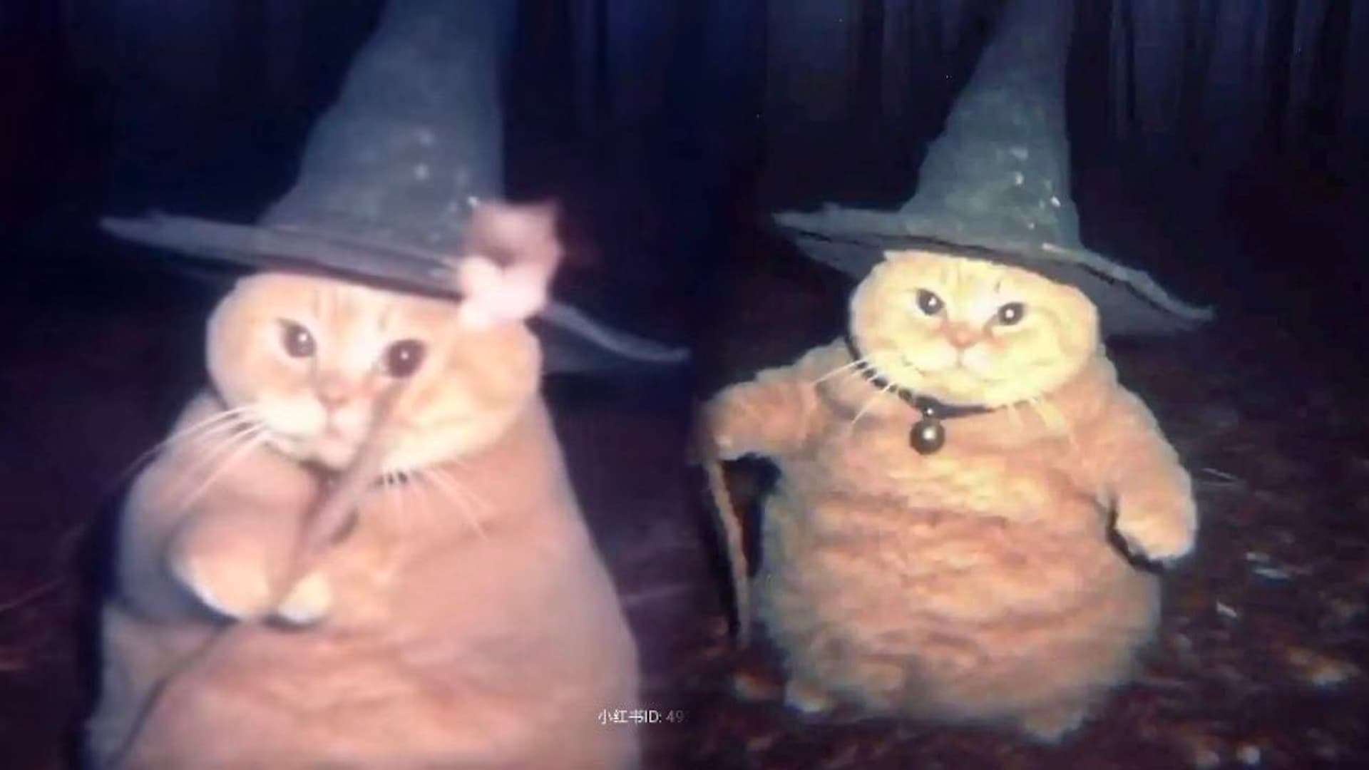 Cheeseball the Wizard Cat meme template - Cheeseball the Wizard Cat