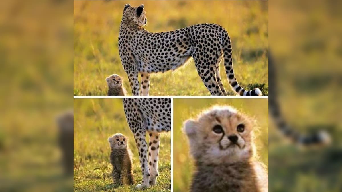 Cheetah and Cub meme template - Cheetah and Cub