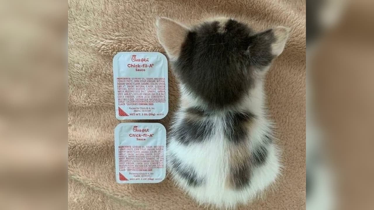 Chick-fil-A Sauce Cat meme template - Chick-fil-A Sauce Cat