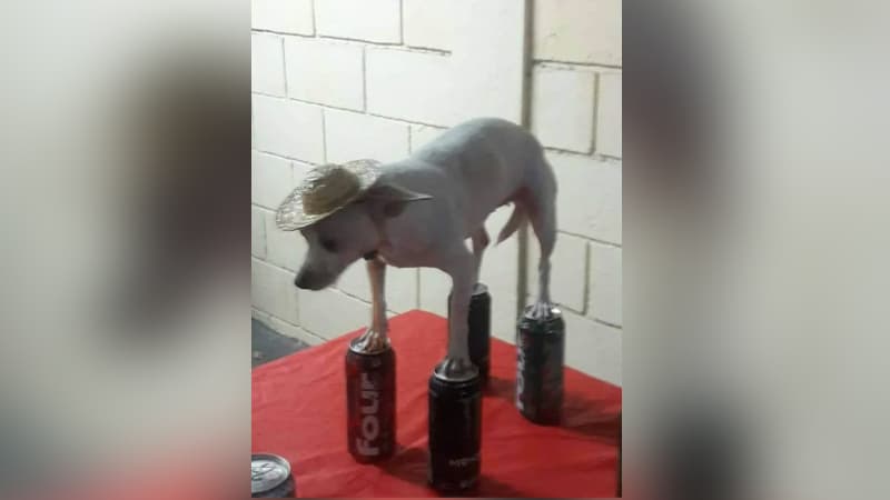 Chihuahua in Hat Balancing on Four Loko Cans meme template - Chihuahua Four Loko