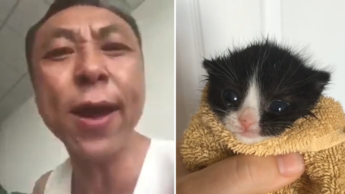 Chinese Man Yelling at a Kitten meme template - Chinese Man Yelling at Kitten