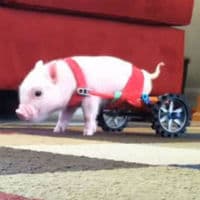 Chris P. Bacon meme template - Chris P. Bacon