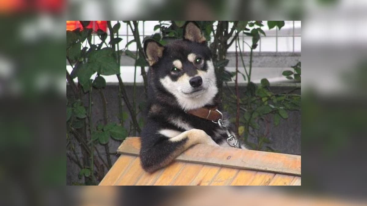 Cool Dog meme template - Cool Dog