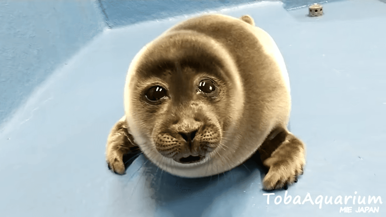 Crying Seal / He Was Forced to Eat Cement When He Was 6 meme template - Crying Seal