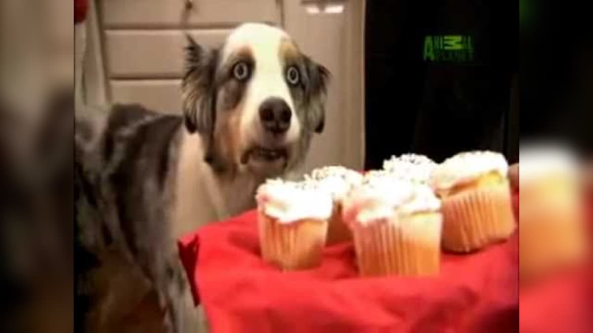 Cupcake Dog meme template - Cupcake Dog