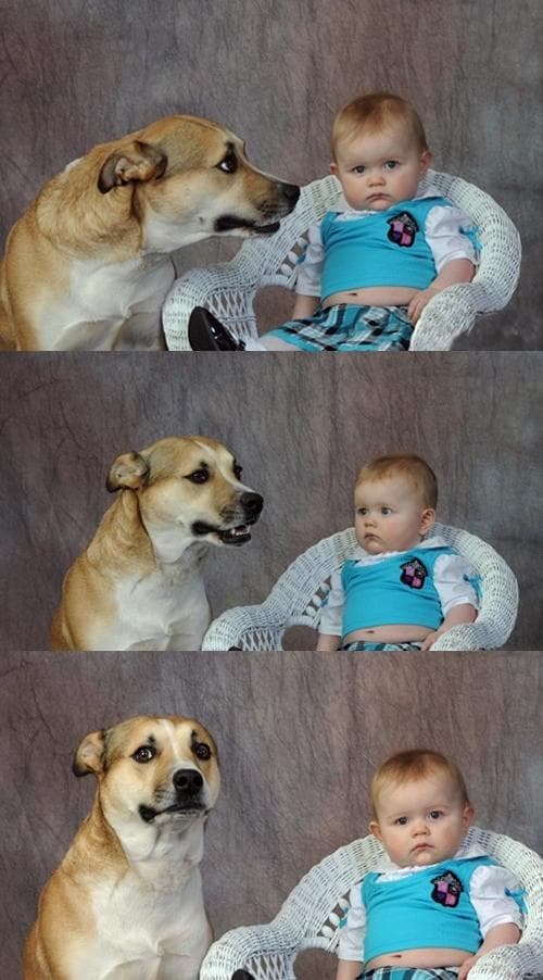 Dad Joke Dog meme template - Dad Joke Dog