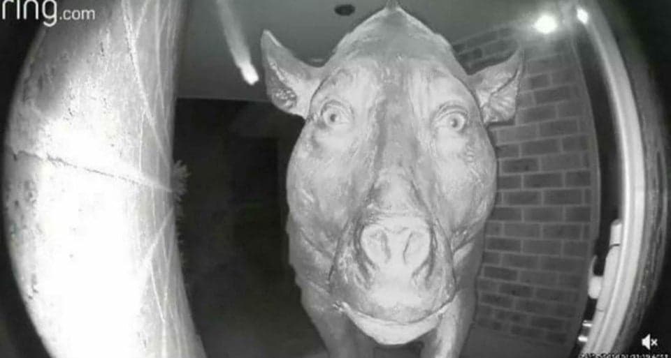 Daeodon at the Door meme template - Daeodon at the Door meme