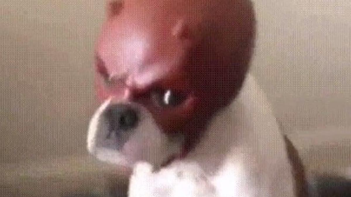 Daredevil Dog meme template - Daredevil Dog