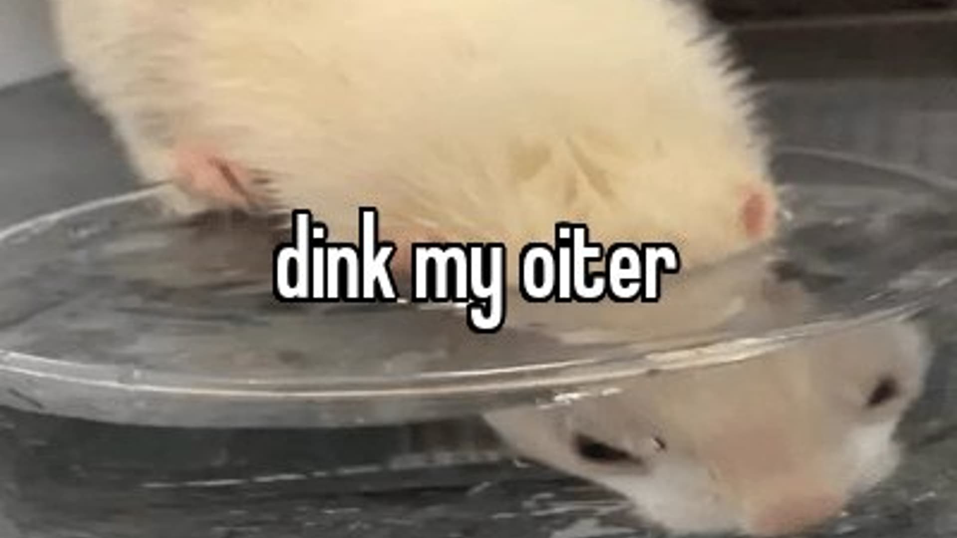 Dink My Oiter meme template - Dink My Oiter