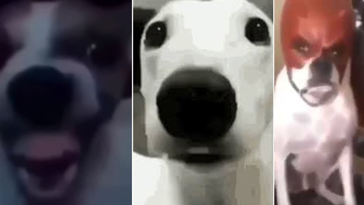 Dog Cringe Reactions meme template - Dog Cringe