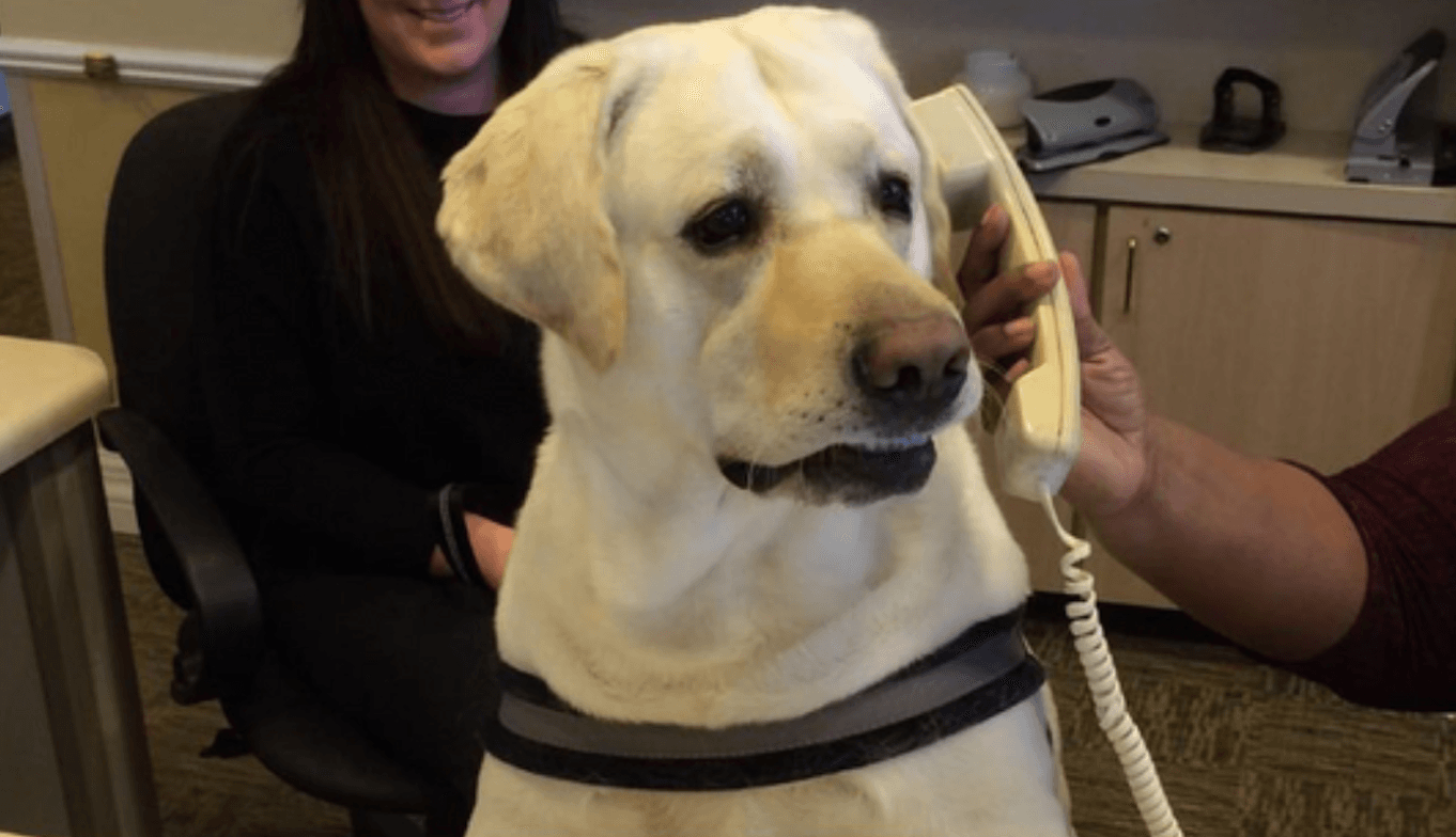 Dog on the Phone meme template - Dog on the Phone