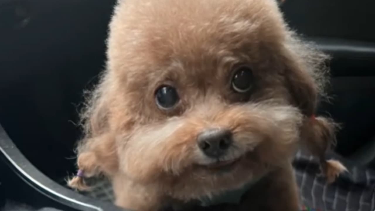 Dog Singing In Chinese / Dog Rapping Skai Isyourgod meme template - Dog Singing Chinese