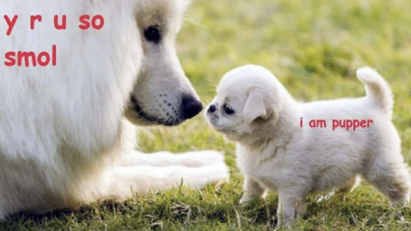 DoggoLingo / Doggo-Speak meme template - DoggoLingo