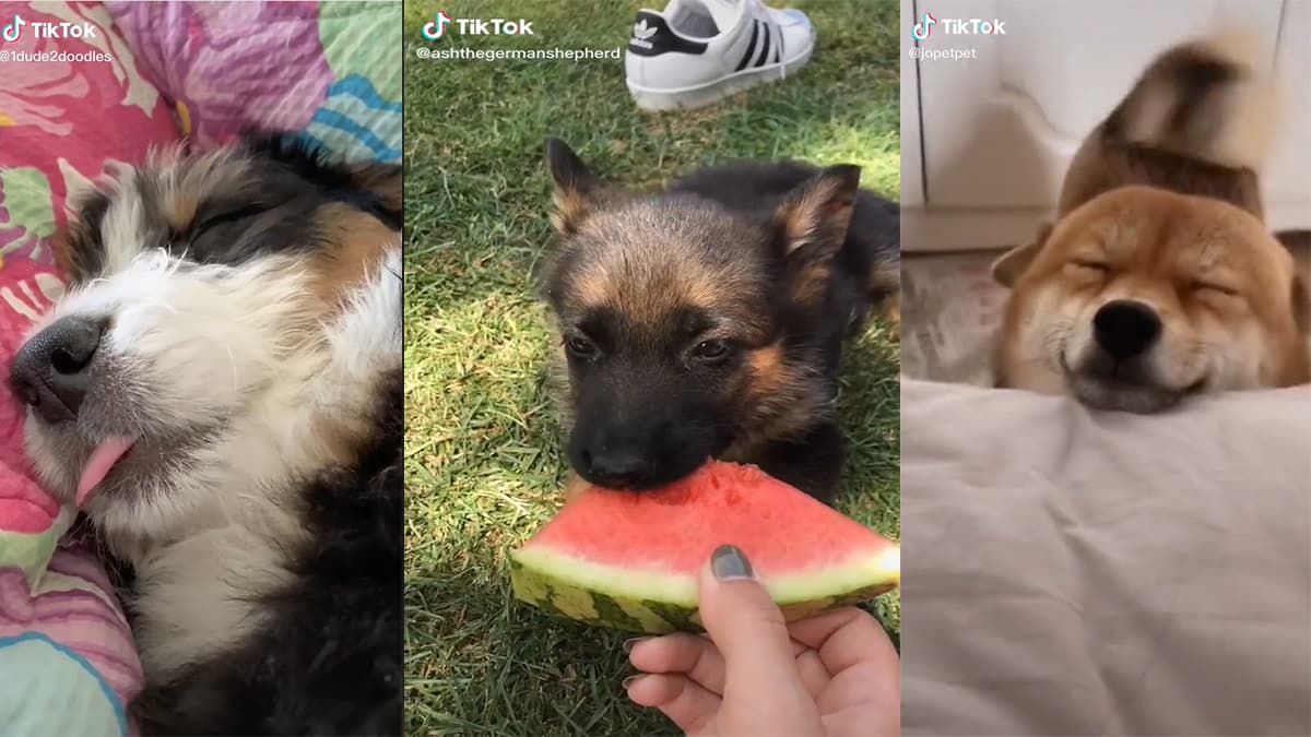 Doggy Anthem meme template - Doggy Anthem