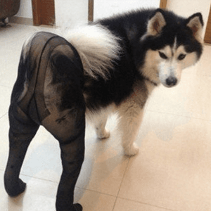Dogs Wearing Pantyhose meme template - Dogs Wearing Pantyhose