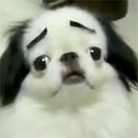 Dogs with Eyebrows meme template - Dogs with Eyebrows