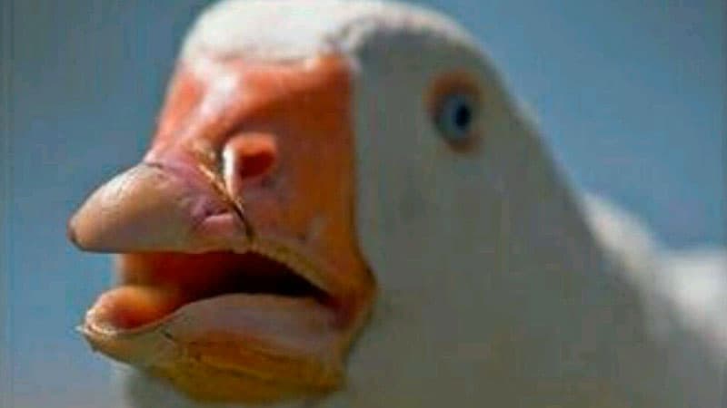 Dolan Dark meme template - Dolan Dark