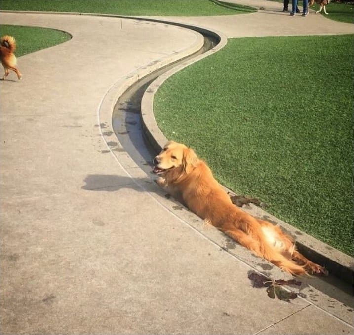 Drainage Canal So Clean meme template - Drainage Canal So Clean