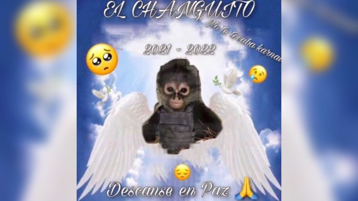 Drug Cartel Monkey "El Changuito" meme template - Drug Cartel Monkey