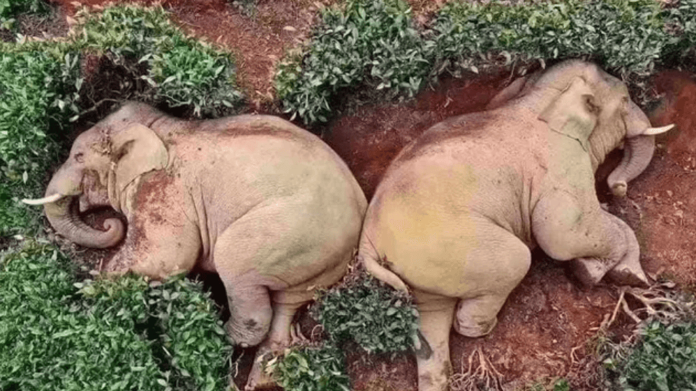 Drunk Elephants meme template - Drunk Elephants