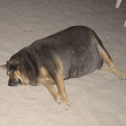 El Perrito Super Gordito meme template - El Perrito Super Gordito