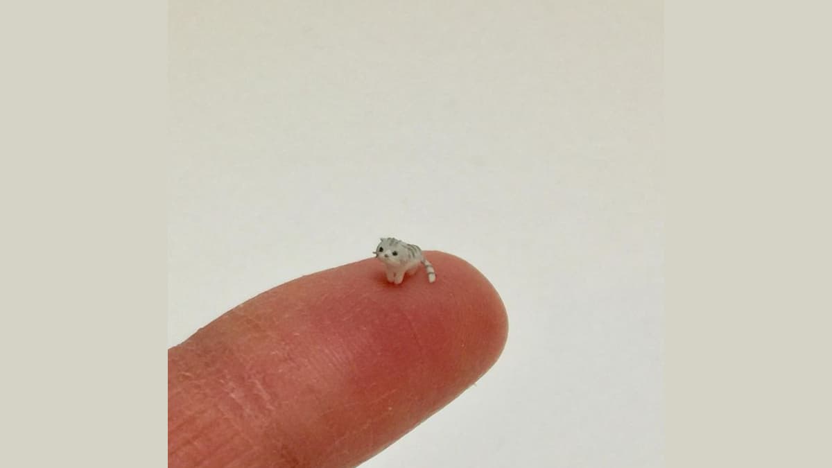 El Wiwi meme template - El Wiwi