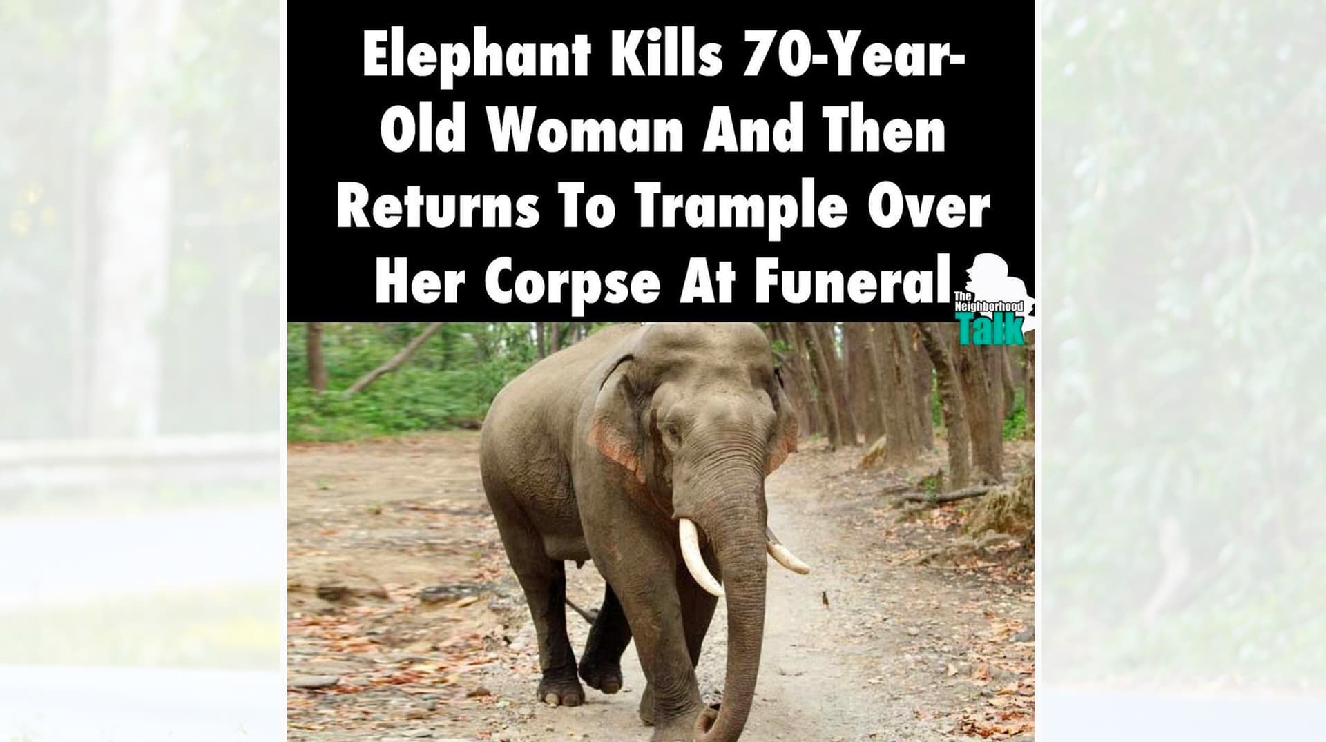 Elephant Tramples Woman's Funeral meme template - Elephant Tramples Woman's Funeral