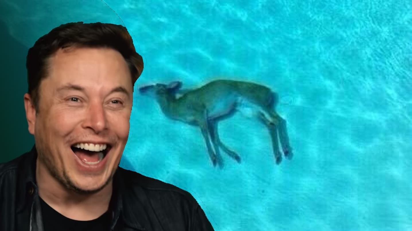 Elon Musk Laughing at Dead Deer meme template - Elon Musk Laughing