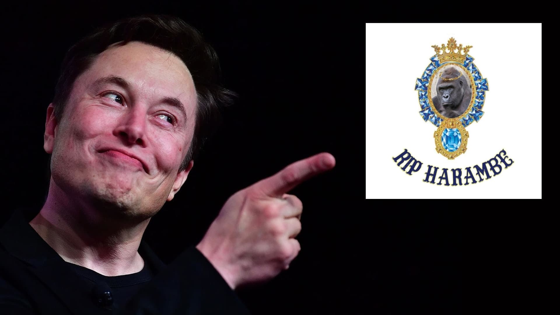 Elon Musk's "RIP Harambe" meme template - Elon Musk RIP Harambe