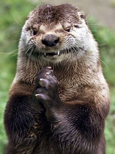 Evil Otter meme template - Evil Otter