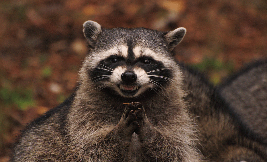 Evil Plotting Raccoon meme template - Evil Plotting Raccoon