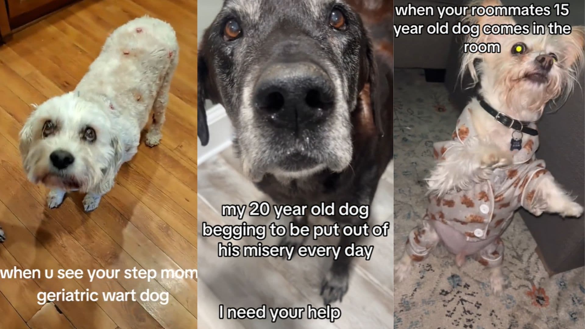 Excuse Me, I Need Your Help. You Need To Kill Me meme template - Excuse Me I Need Your Help