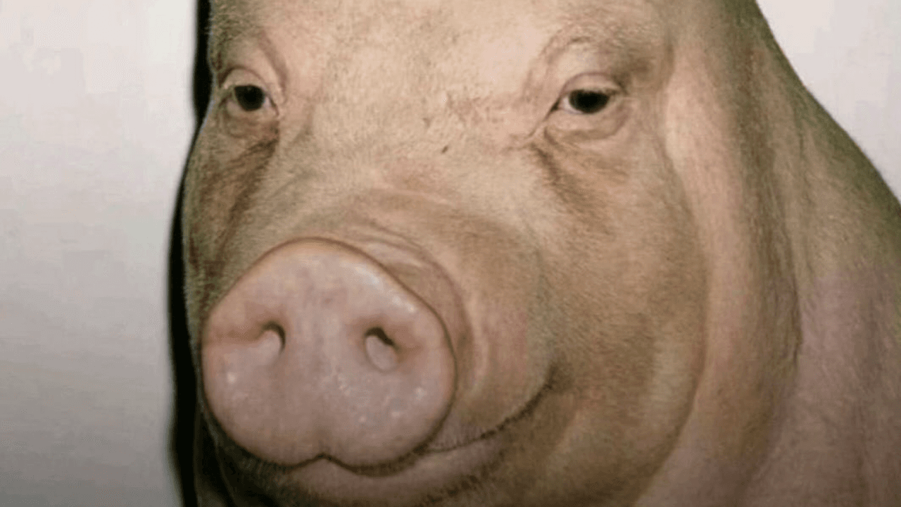 Fade Pig / Buzz Cut Pig meme template - Fade Pig