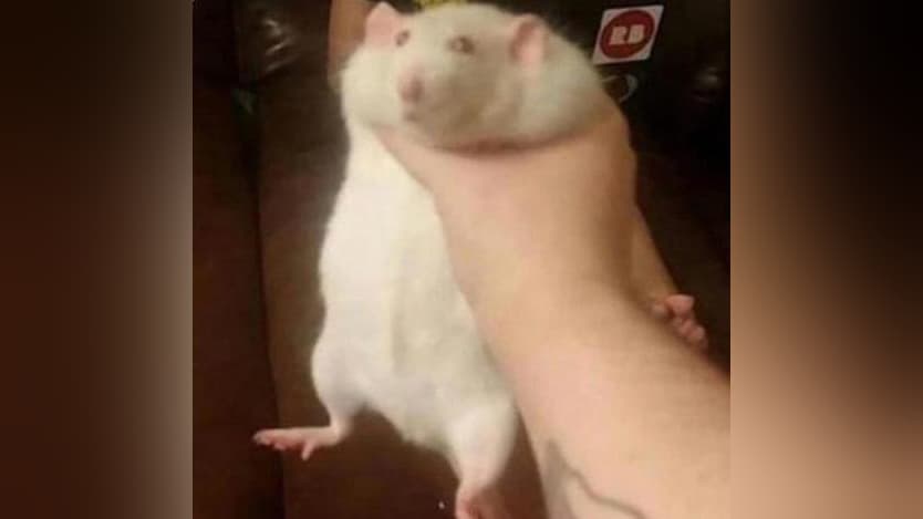Fat Rat Being Grabbed meme template - Fat Rat Being Grabbed